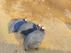 -石家庄市动物园