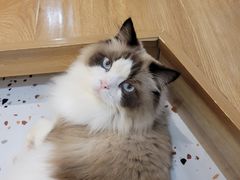 -滚猫咖啡·猫咖·猫友好撸猫(未来城店)