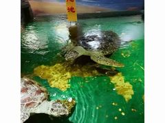 -苏州海洋馆
