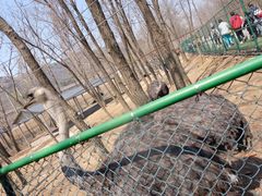 -大连铭湖国际观光牧场