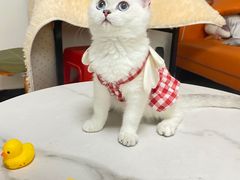 -lincat·猫舍(广州店)