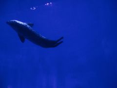 -上海海昌海洋公园-冰山北极馆