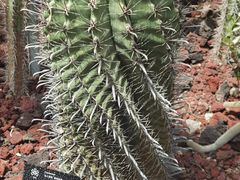 -昆明植物园