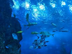 -芜湖新华联大白鲸海洋公园