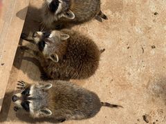 -石家庄市动物园