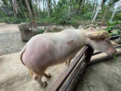 -海南热带野生动植物园