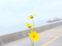 -枸杞岛
