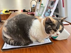 -有猫主题·治愈系猫咖(曾厝垵店)