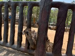 -石家庄市动物园