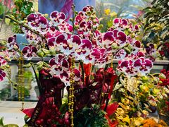 -溪岸路花鸟市场