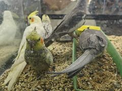 -花鸟鱼虫鲜花绿植市场(玉泉路店)