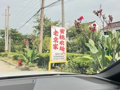 -老袁家蜜桃农场·阳山水蜜桃