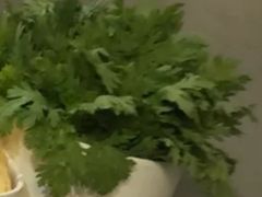 皇帝菜-百年果林椰子鸡(中洲店)