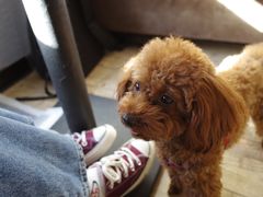 -百好乐宠物友好餐厅(朝外大街店)