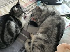 -纳吉亚猫专科动物医院·北北分院