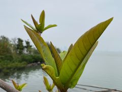 -深圳湾公园(南山区)