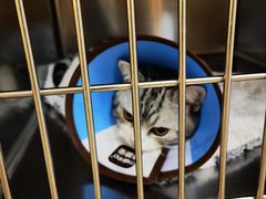 -御宝贝·A梦猫科宠物医院(国际猫友好医院)