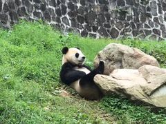 -都江堰中华大熊猫苑