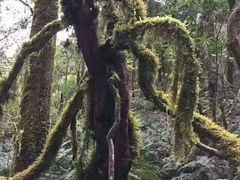 -西双版纳原始森林公园