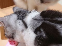 -藏猫猫咖啡主题馆(中央大道店)