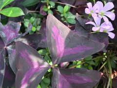 -星巴克(成都科学城店)