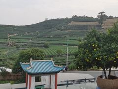 -龙坞茶村