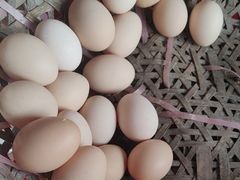 -马陆小张葡萄园农家乐