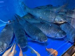 -鱼粤鲜淘米捞·中山脆肉鲩火锅(悦湖会店)