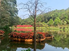 -深圳仙湖植物园