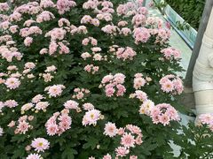 -上海鲜花港