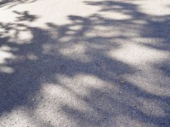 -三里屯东五街银杏大道