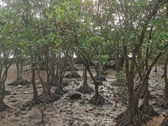 -宝安西湾红树林湿地公园