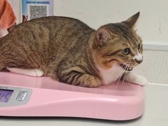 -凯特喵百思猫专科医院