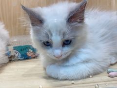 -屋虎猫馆(宝安大仟里店)