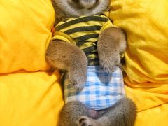 -逗柴咖啡屋·狗咖猫咖宠物桌游