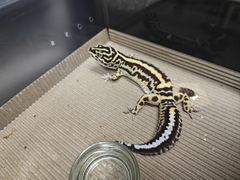 -酷以爬仙阁实体爬宠店·守宫·蜥蜴·专业繁育