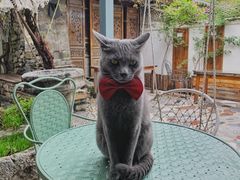 -喵屿·大理花园猫咖