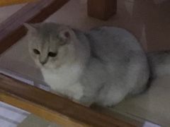 -瑞鹏宠物医院·骨科·猫科·内科(第一中心)