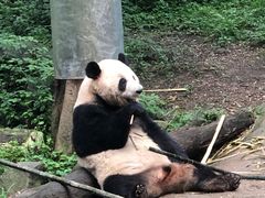 -都江堰中华大熊猫苑