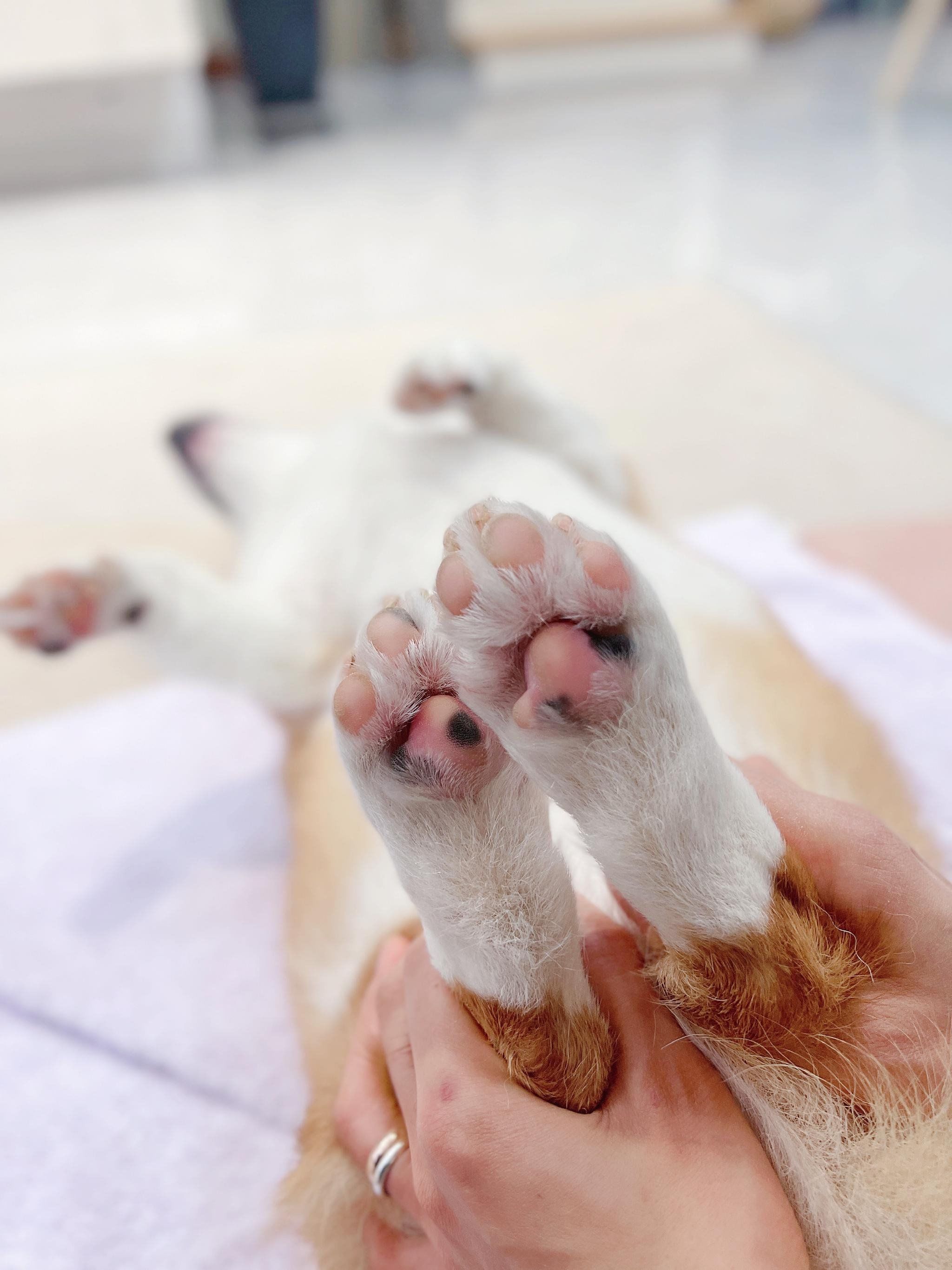 路面比较泥泞的话,我们有必要擦干狗狗的爪子,防止脚趾之间滋生真菌