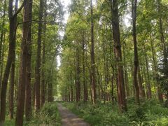 -东平国家森林公园