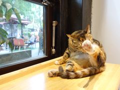 -猫的天空之城概念书店(杭州南宋御街店)