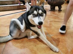 -more than meow吴止猫主题餐厅(承德 中船汇店)