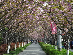 -高东镇樱花园