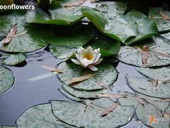 -紫竹院公园冰场