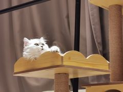 -爱诺耐芙动物医院(万博店)