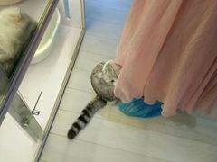 -喵的天空名猫咖啡馆·撸猫·猫舍·用品
