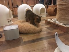 -袖虎·猫馆(体育西路店)