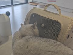 -关爱宠物医院·猫科中心·消化科(滨湖万达分院)