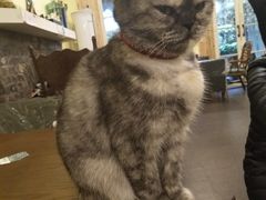 -猫色咖啡·猫咖